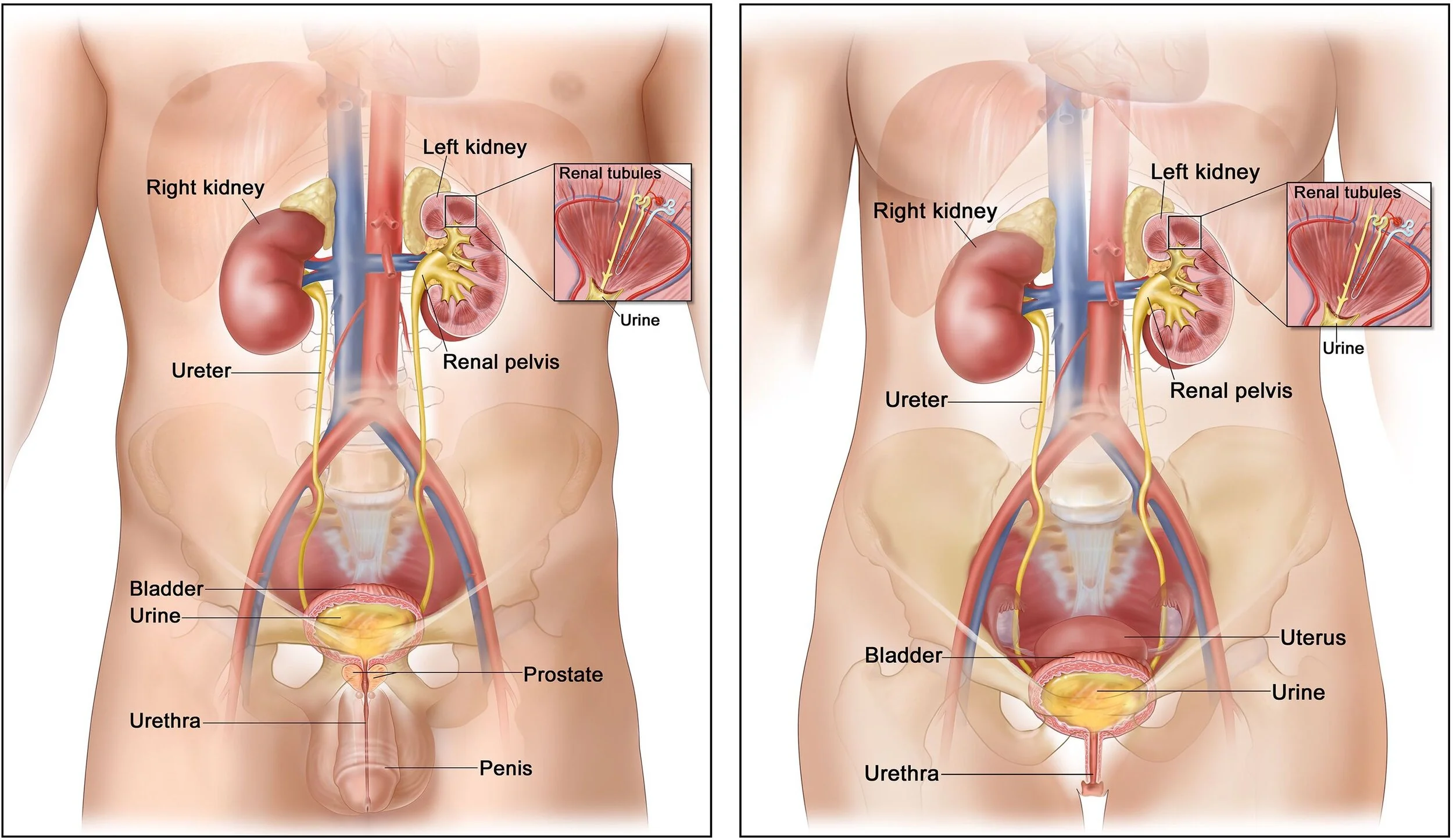 健康・医学 Tumors of the Kidney, Bladder AFIP 9 健康・医学 Tumors of the Kidney, Bladder AFIP 9 健康・医学 Tumors